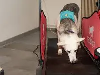 anima activa Hundephysiotherapie