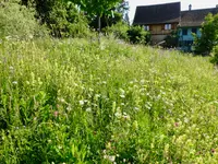 Wildblumendienst