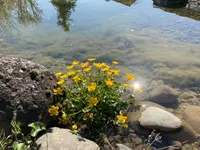 Sommer Gartenbau GmbH - Klicken Sie, um das Bild 7 in einer Lightbox vergrössert darzustellen