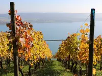 Weinbau Cordula Morgenegg-Posch - Klicken Sie, um das Bild 2 in einer Lightbox vergrössert darzustellen