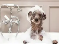 Hundesalon Trendy Dog