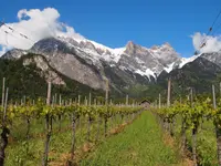 Weingut Jürg & Daniela - Klicken Sie, um das Bild 12 in einer Lightbox vergrössert darzustellen