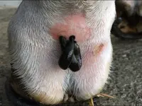 AG für Tiergesundheit