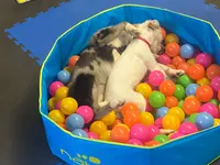 Hundeschule Barts