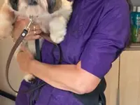 Hundesalon Toxi Horgen