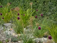 Riggenbach GmbH Garten und Landschaft