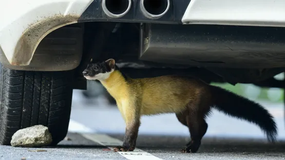 Richtig handeln beim Marderschaden