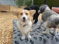 V.I.Pets Gossau