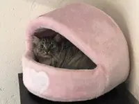 Hôtel pour chats 'Le Clozaley'