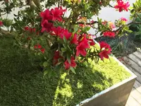 Vanzo Garten