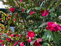 Royal Jardin sarl