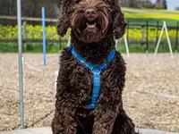 Hundeschule Guggisberg - Klicken Sie, um das Bild 9 in einer Lightbox vergrössert darzustellen