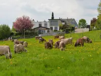 Familie Menzi
