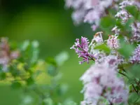 Gerber Gärten AG / Gerber Blumen - Klicken Sie, um das Bild 1 in einer Lightbox vergrössert darzustellen