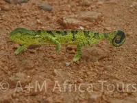 A + M Africa Tours GmbH