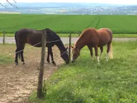 Seibold George - Klicken Sie, um das Bild 10 in einer Lightbox vergrössert darzustellen