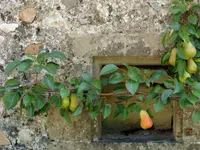 Rothenbühler Gartenbau AG - Klicken Sie, um das Bild 14 in einer Lightbox vergrössert darzustellen