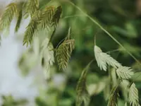 Fleurs du Coeur - Klicken Sie, um das Bild 1 in einer Lightbox vergrössert darzustellen