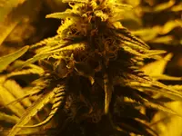 Zauber - Blüten Grow & Head Shop