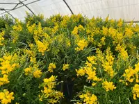 A. Pinto Fleurs