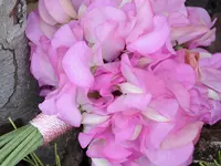 Blumen Zweerus