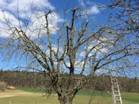 Pfister Obstbaum- und Gartenpflege