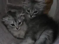 Studio Veterinario Ghiringhelli