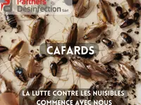 Partners Desinfection | Votre spécialiste en Nuisibles
