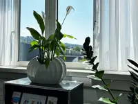 Corpvs AG