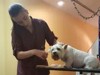 Hundesalon Pet Cut's