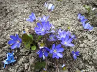 Albula Gartenbau GmbH