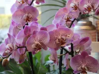 Blumen Ball GmbH