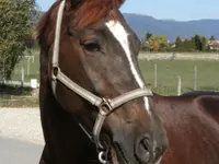 Pony-Club et centre équestre de Chavannes-des-Bois - cliccare per ingrandire l’immagine 3 in una lightbox