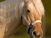 Pony-Club et centre équestre de Chavannes-des-Bois - cliccare per ingrandire l’immagine 4 in una lightbox