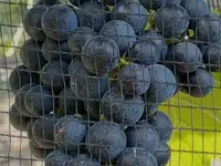 Cantina Böscioro