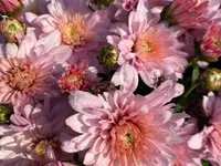 Herrmann Garten & Blumen AG
