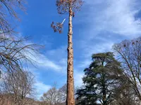 Bois Riviera