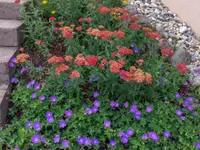 hollenstein blumengarten ag-Blumenshop-Gärtnerei-Gartenbau-Unterhalt-Grabpflege
