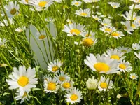 Fiori Astrid Sagl