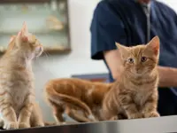 Dr. med. vet. Frey Artur