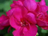 Blumen Eichenberger Horgen