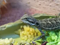 neuhaus.tierärzte.team