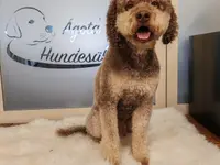 Agota's Hundesalon