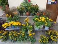 Herrmann Garten & Blumen AG
