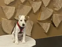 Hundeschule Barts - Klicken Sie, um das Bild 5 in einer Lightbox vergrössert darzustellen