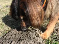 Hunde-Schule Manuela Albrecht - Klicken Sie, um das Bild 12 in einer Lightbox vergrössert darzustellen