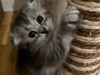 Studio Veterinario Ghiringhelli