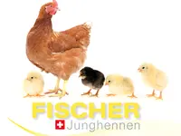 Fischer Junghennen - Klicken Sie, um das Bild 1 in einer Lightbox vergrössert darzustellen