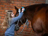 Reitsportzentrum St. Josefen AG - Klicken Sie, um das Bild 5 in einer Lightbox vergrössert darzustellen