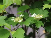 Gartenbau Steinmann